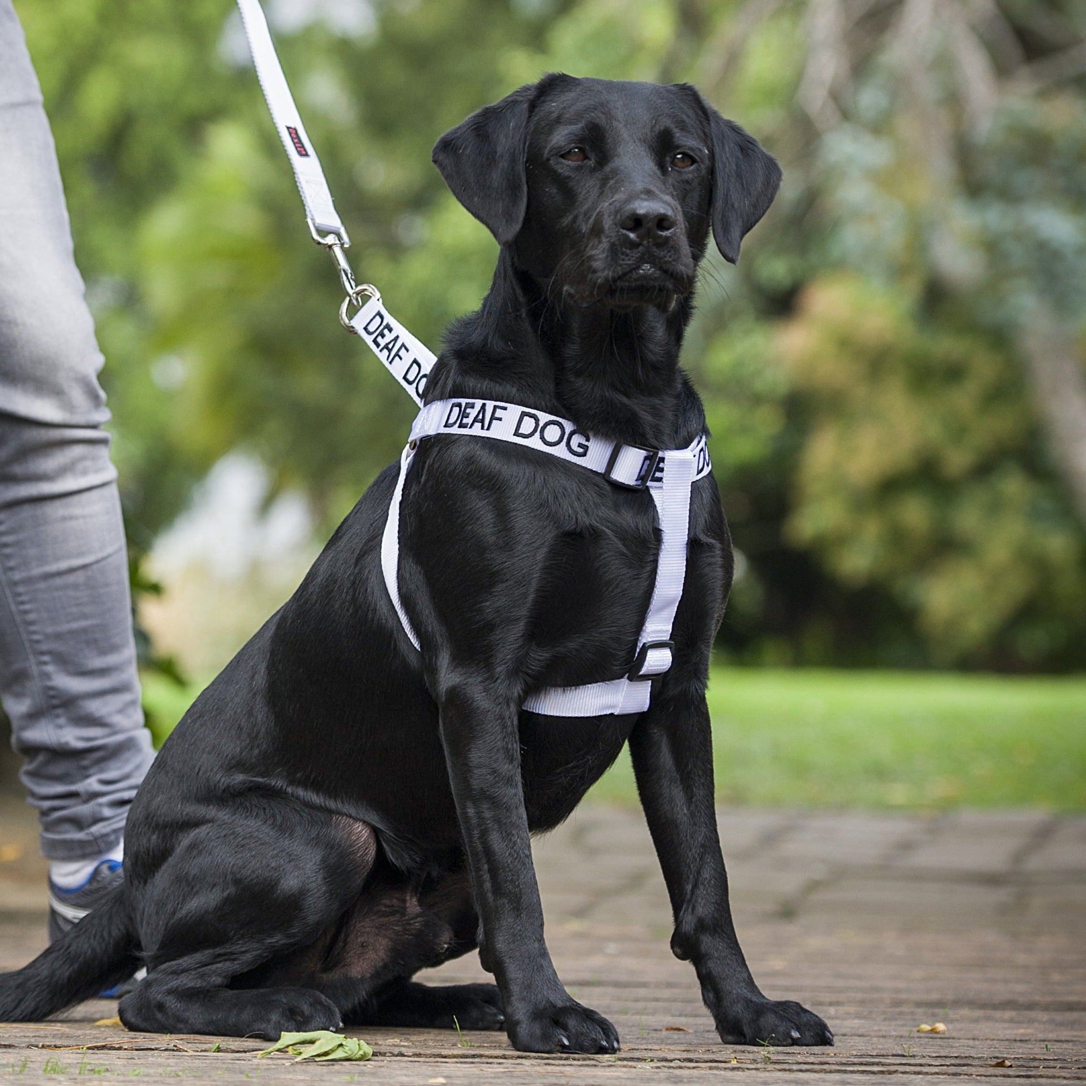 Dexil Friendly Dog Collars DEAF DOG L/XL adjustable Strap Harness