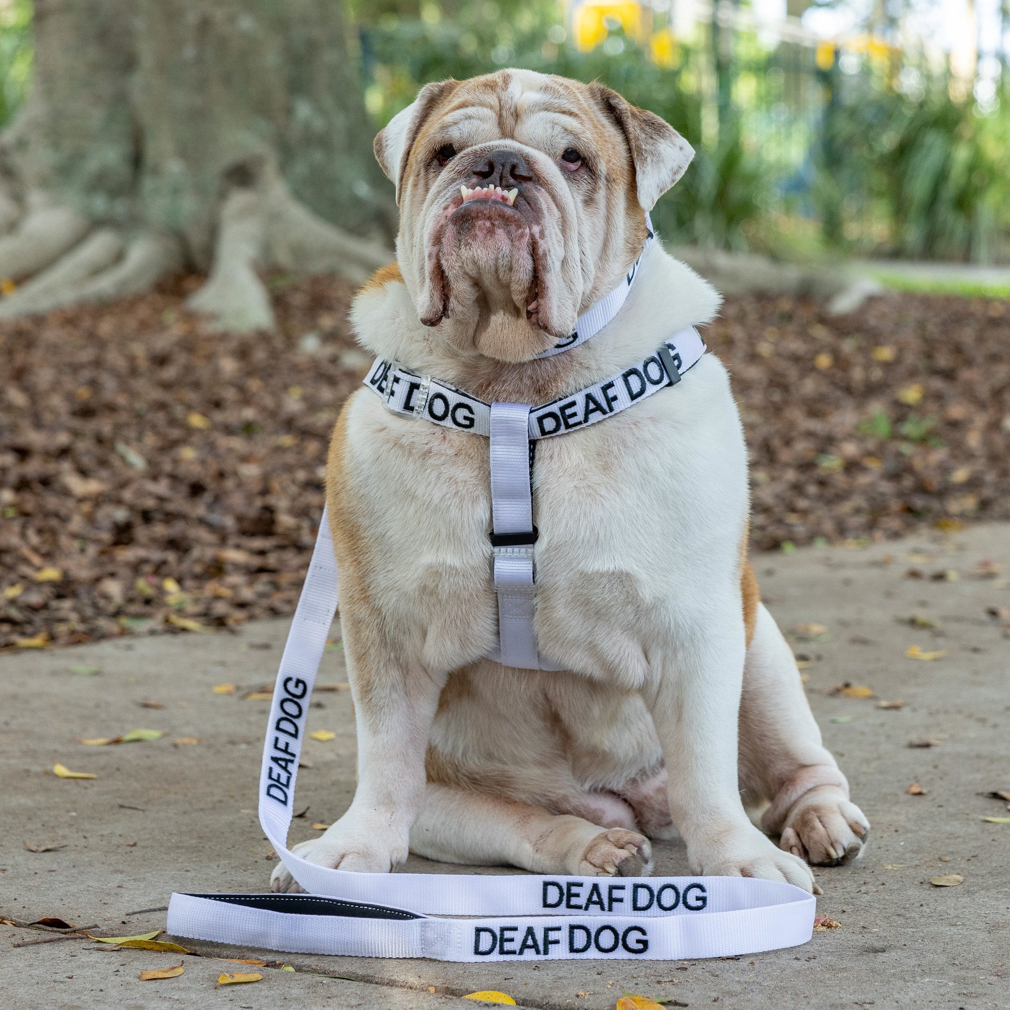 Dexil Friendly Dog Collars DEAF DOG L/XL adjustable Strap HarnessDexil Friendly Dog Collars DEAF DOG L/XL adjustable Strap Harness