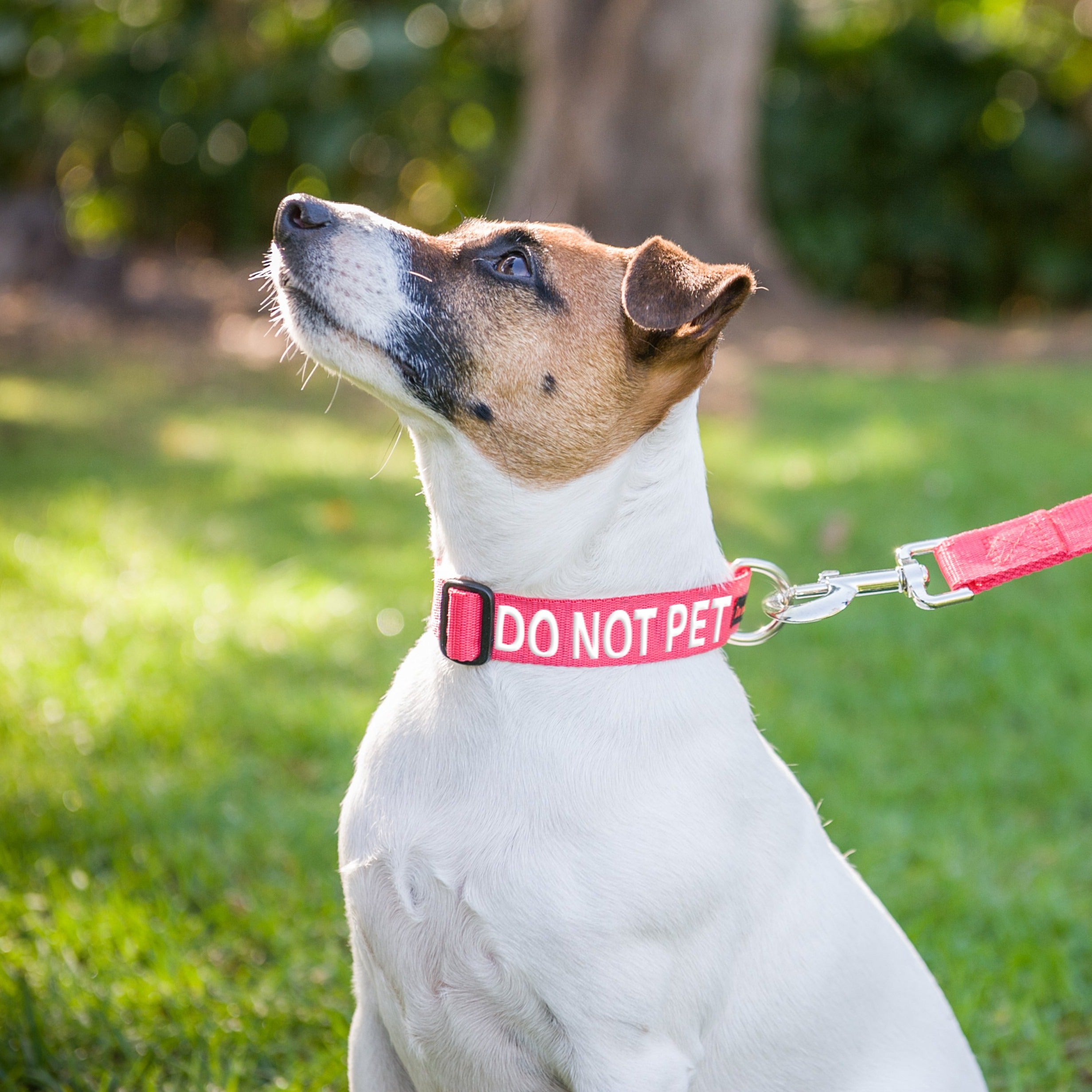 Dexil Friendly Dog Collars DO NOT PET S/M Clip Collar