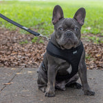 Friendly Dog Collars by Dexil Black Dog  Harness