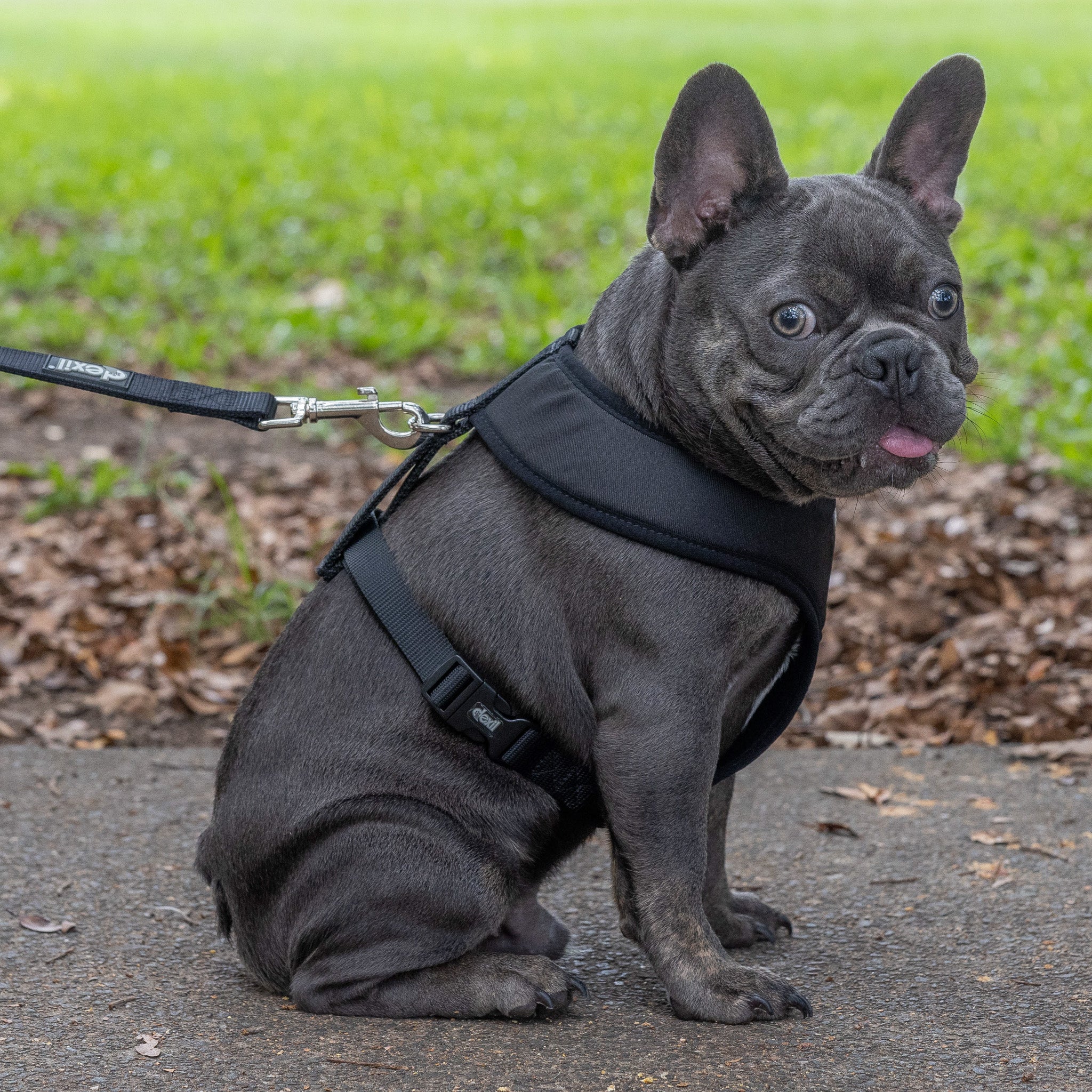 Friendly Dog Collars by Dexil Black Dog  Harness