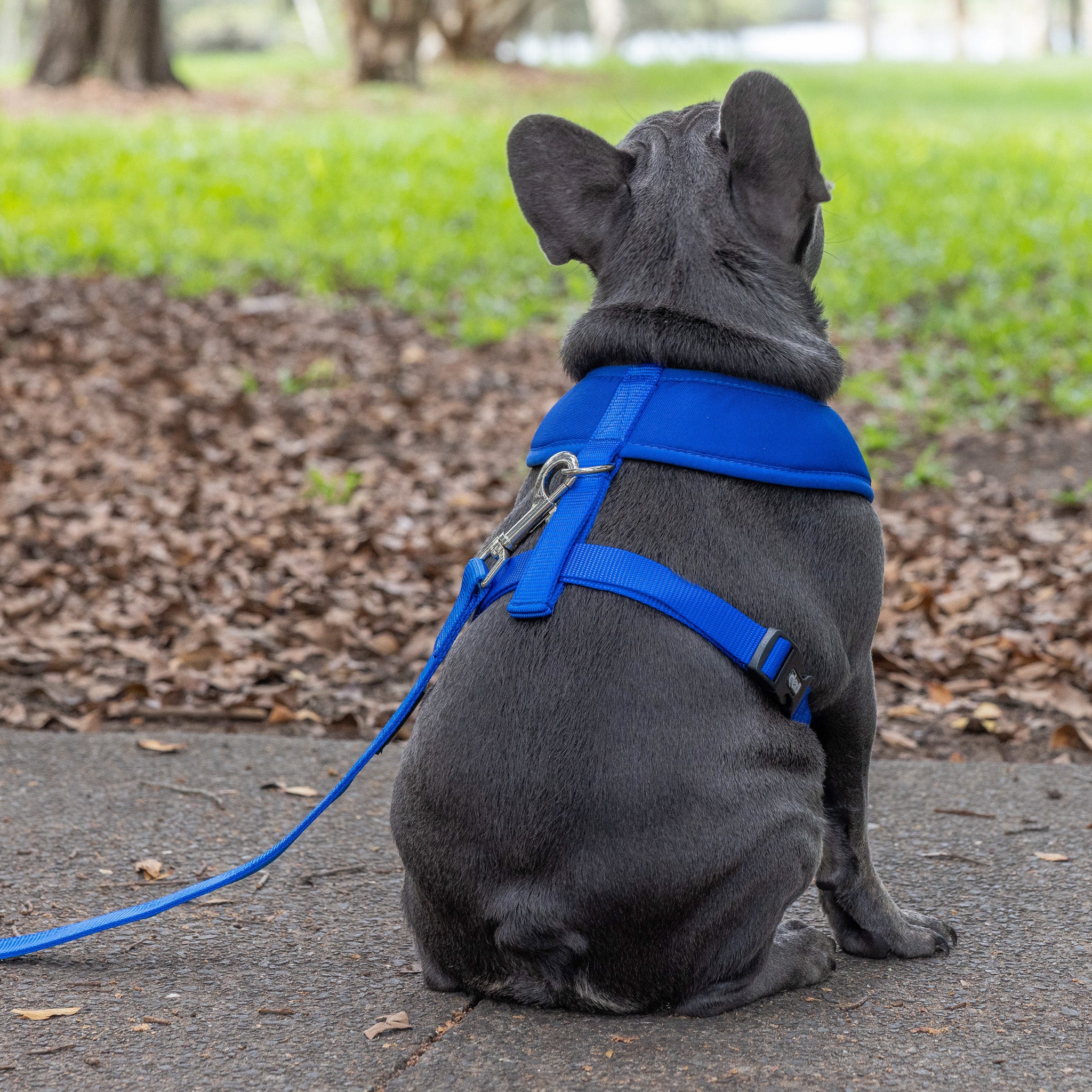 Friendly Dog Collars by Dexil Blue Dog Harness