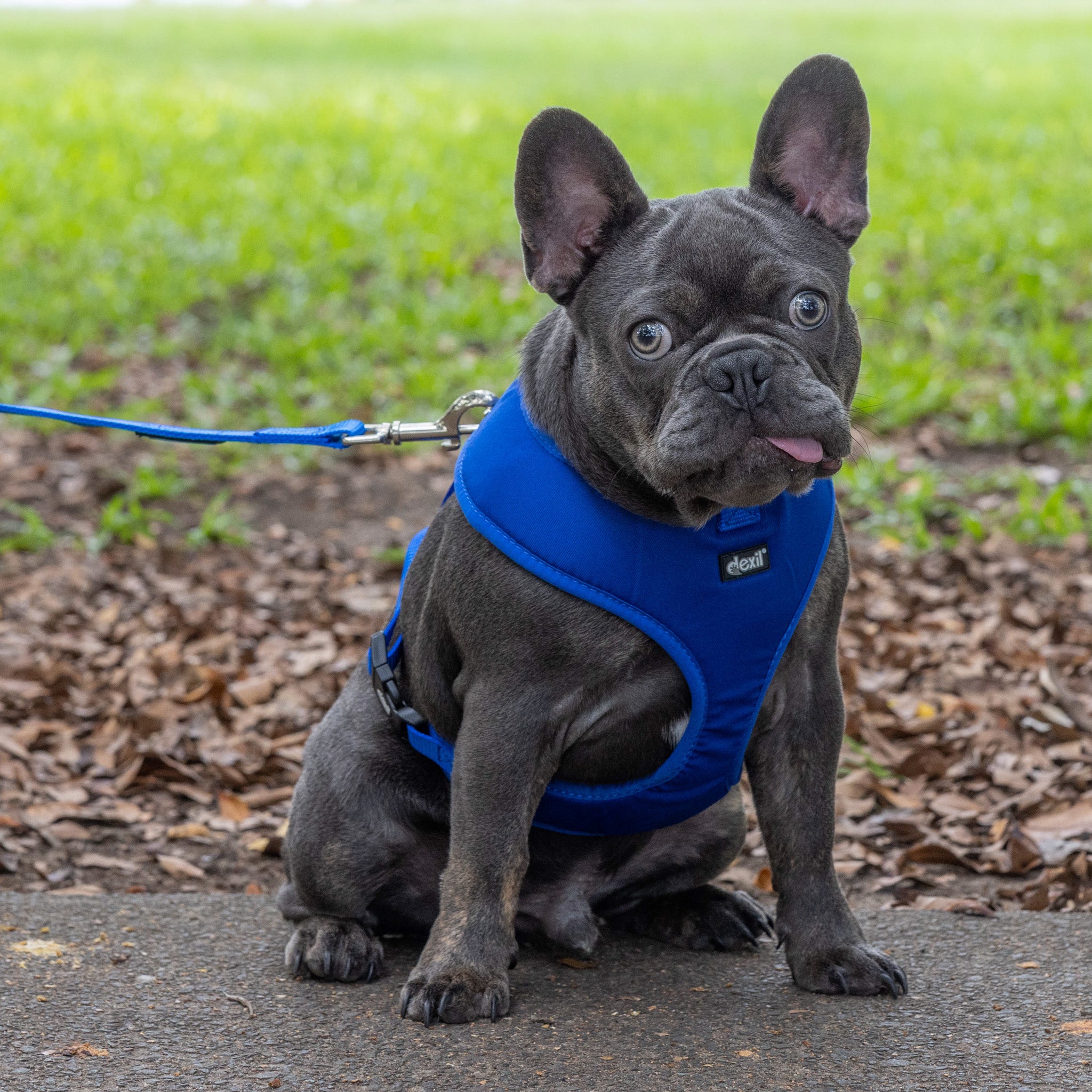 Friendly Dog Collars by Dexil Blue Dog Harness