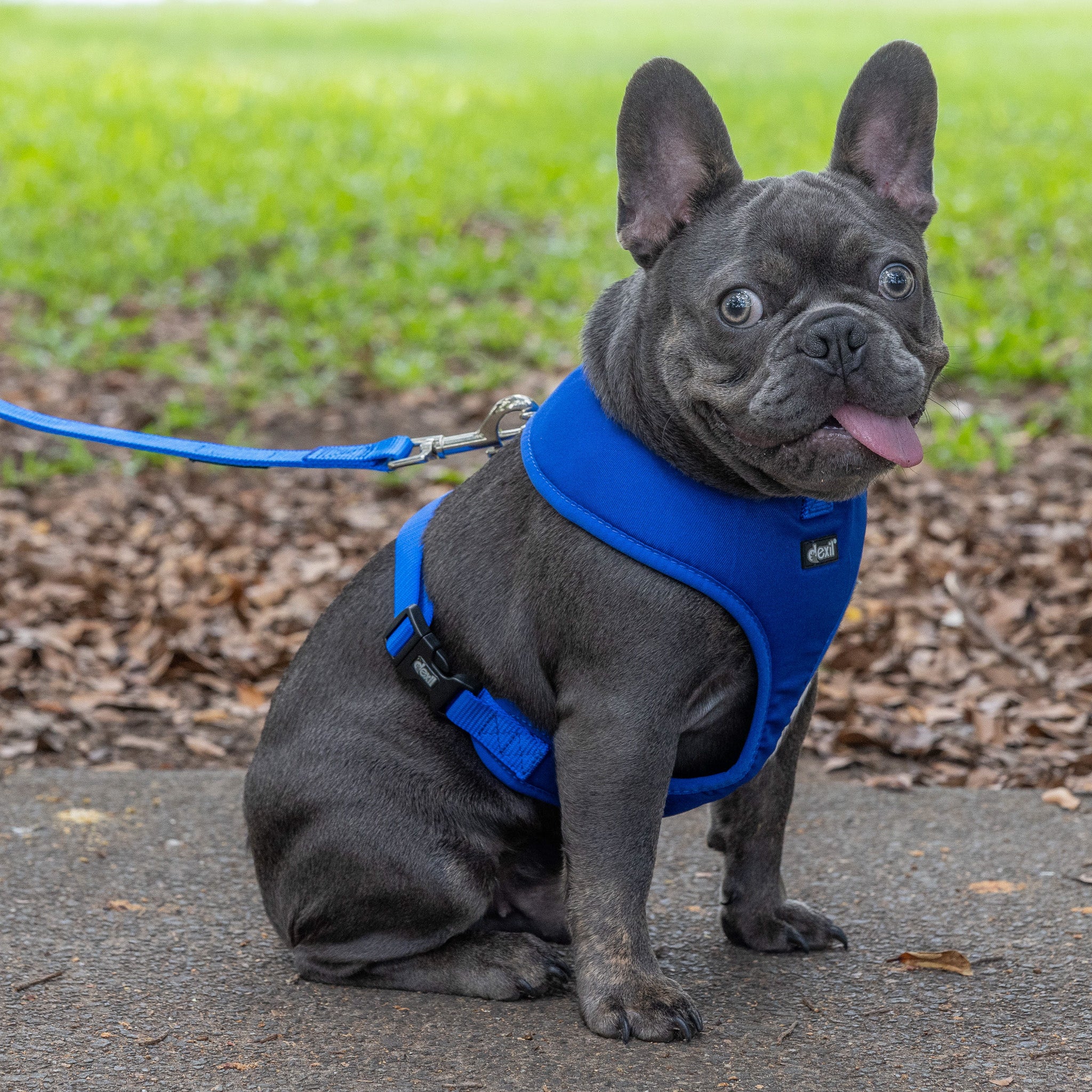 Friendly Dog Collars by Dexil Blue Dog Harness