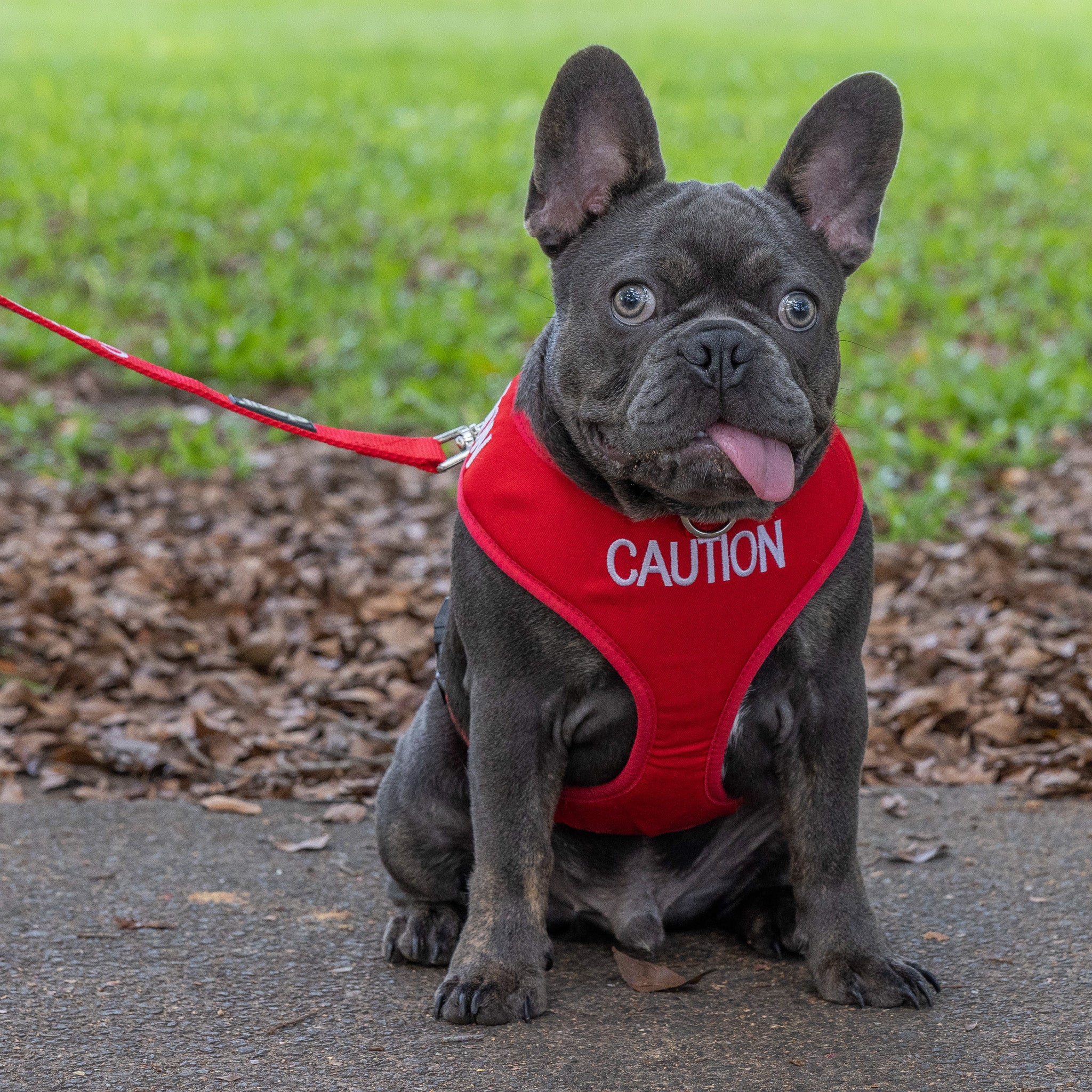 Dexil Friendly Dog Collars Red CAUTION Medium Vest Harness