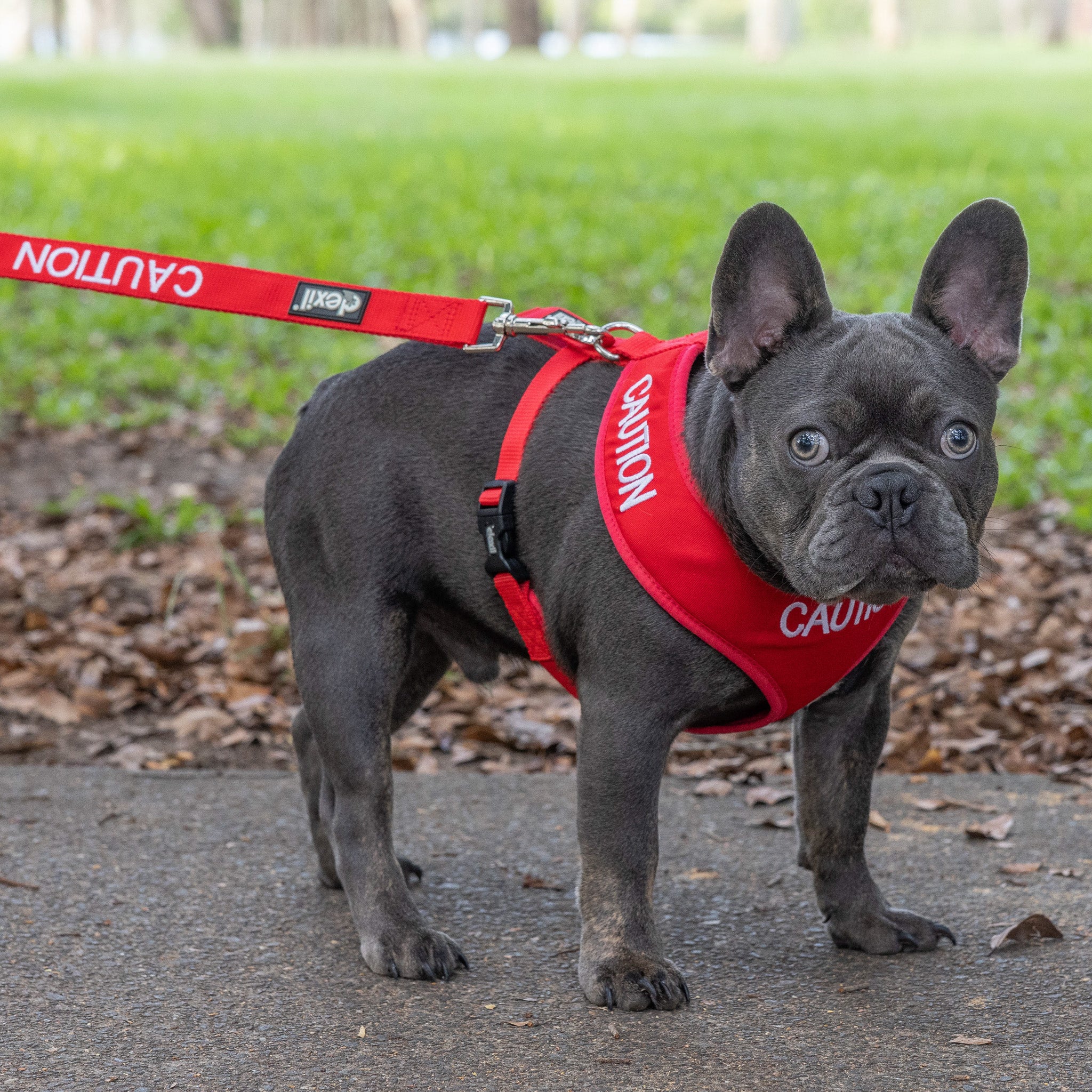 Dexil Friendly Dog Collars Red CAUTION Medium Vest Harness