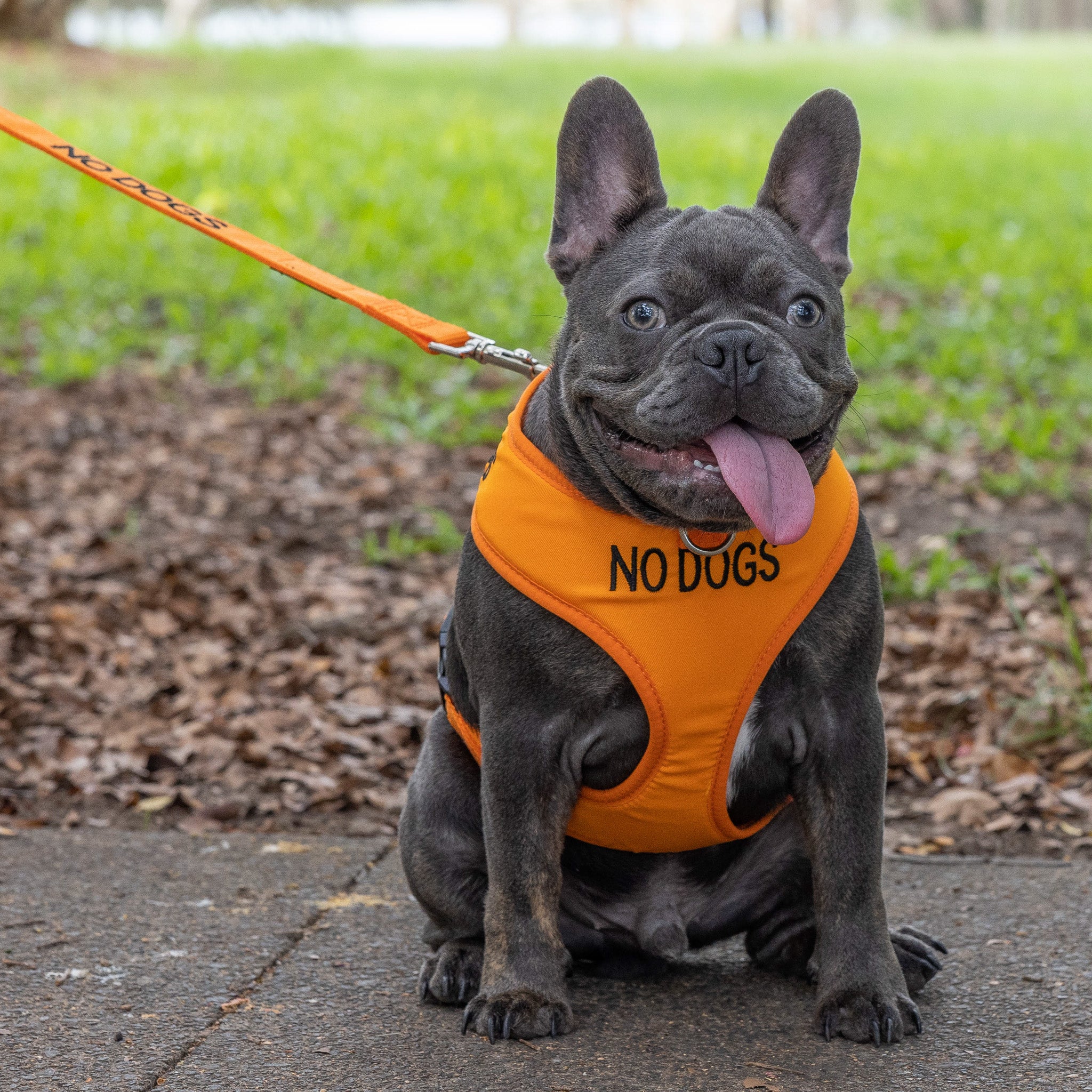 Dexil Friendly Dog Collars Orange NO DOGS Medium adjustable Vest Harness