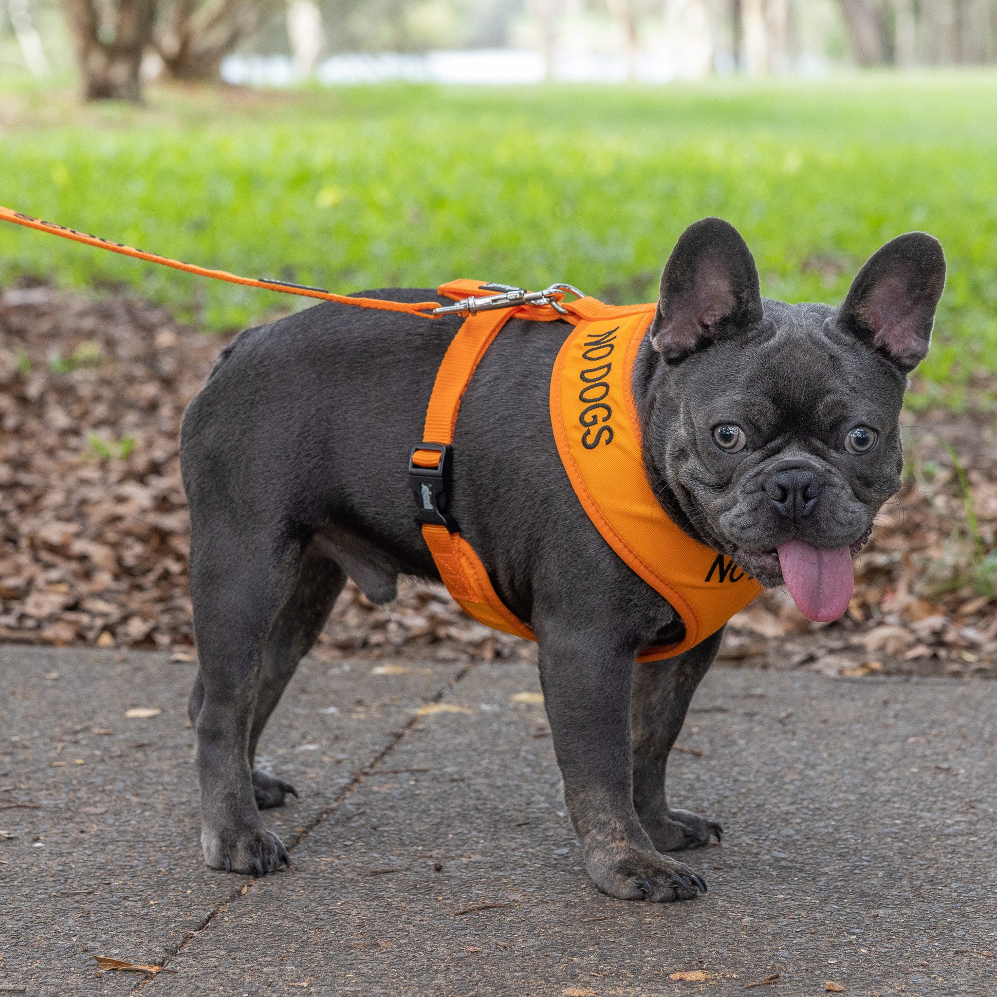 Dexil Friendly Dog Collars Orange NO DOGS Medium adjustable Vest Harness