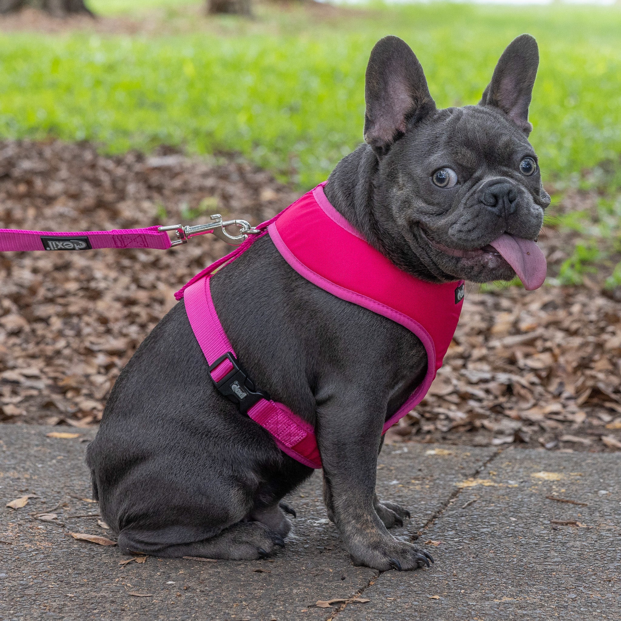 Dexil Friendly Dog Collars Pink Medium Vest Harness