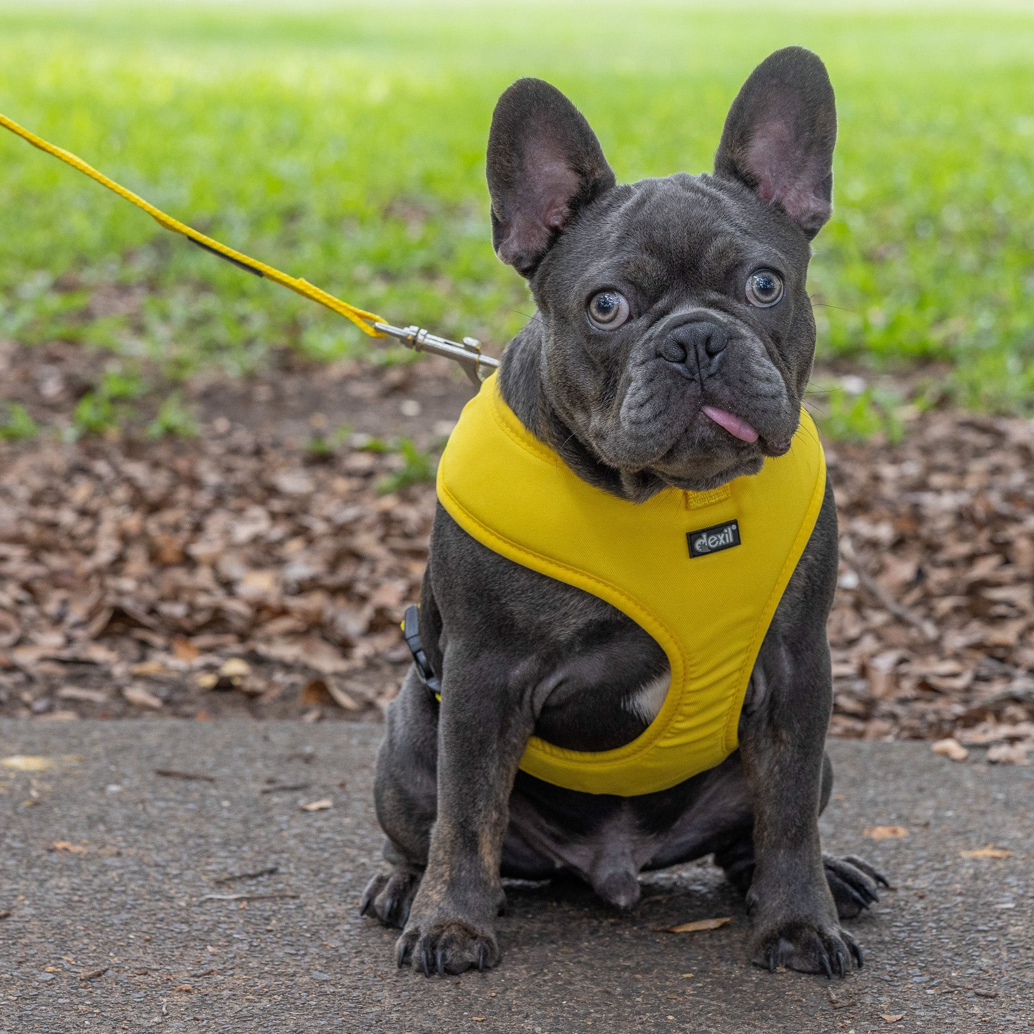 Friendly Dog Collars by Dexil Yellow Dog Harness