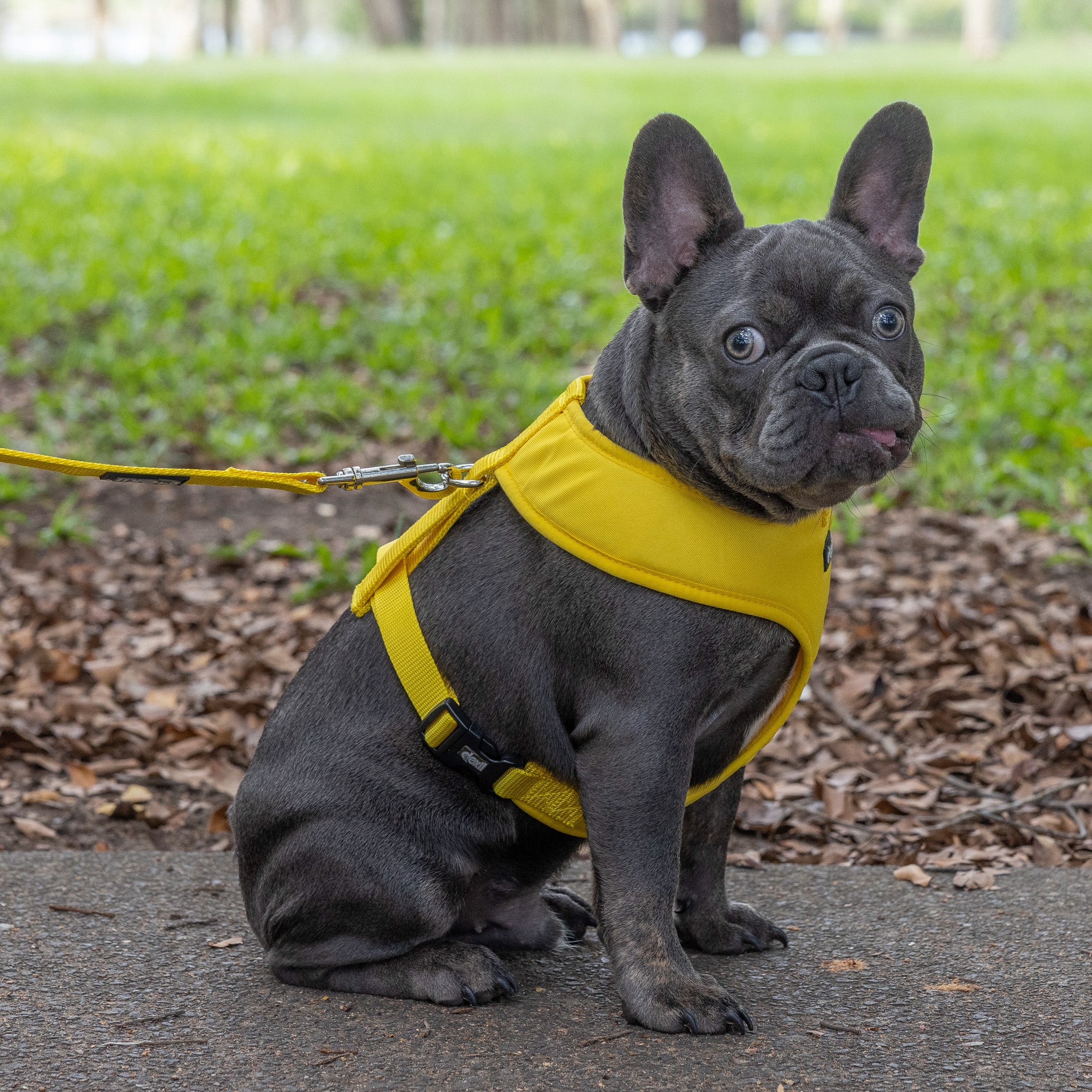 Friendly Dog Collars by Dexil Yellow Dog Harness