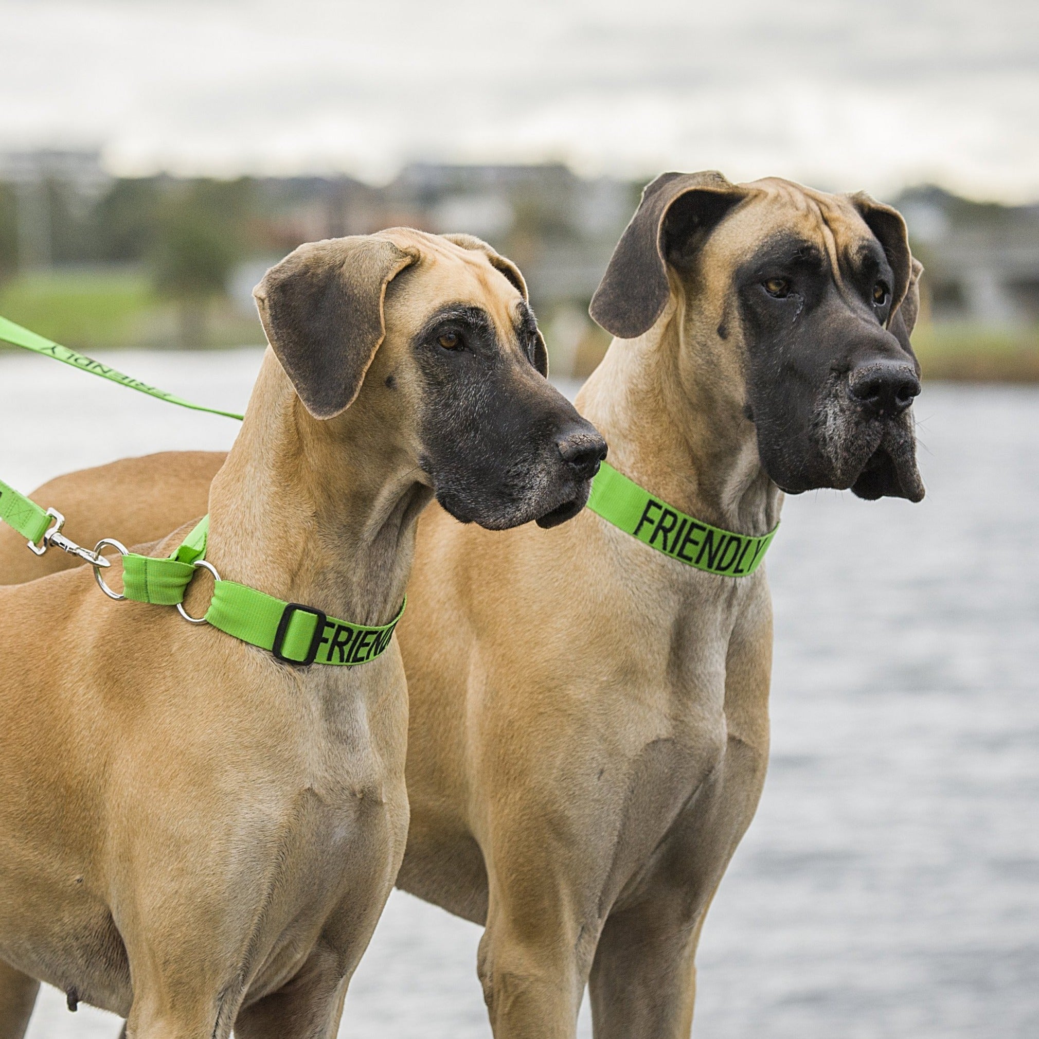 Friendly Dog Collars Green FRIENDLY Semi Slip Collar