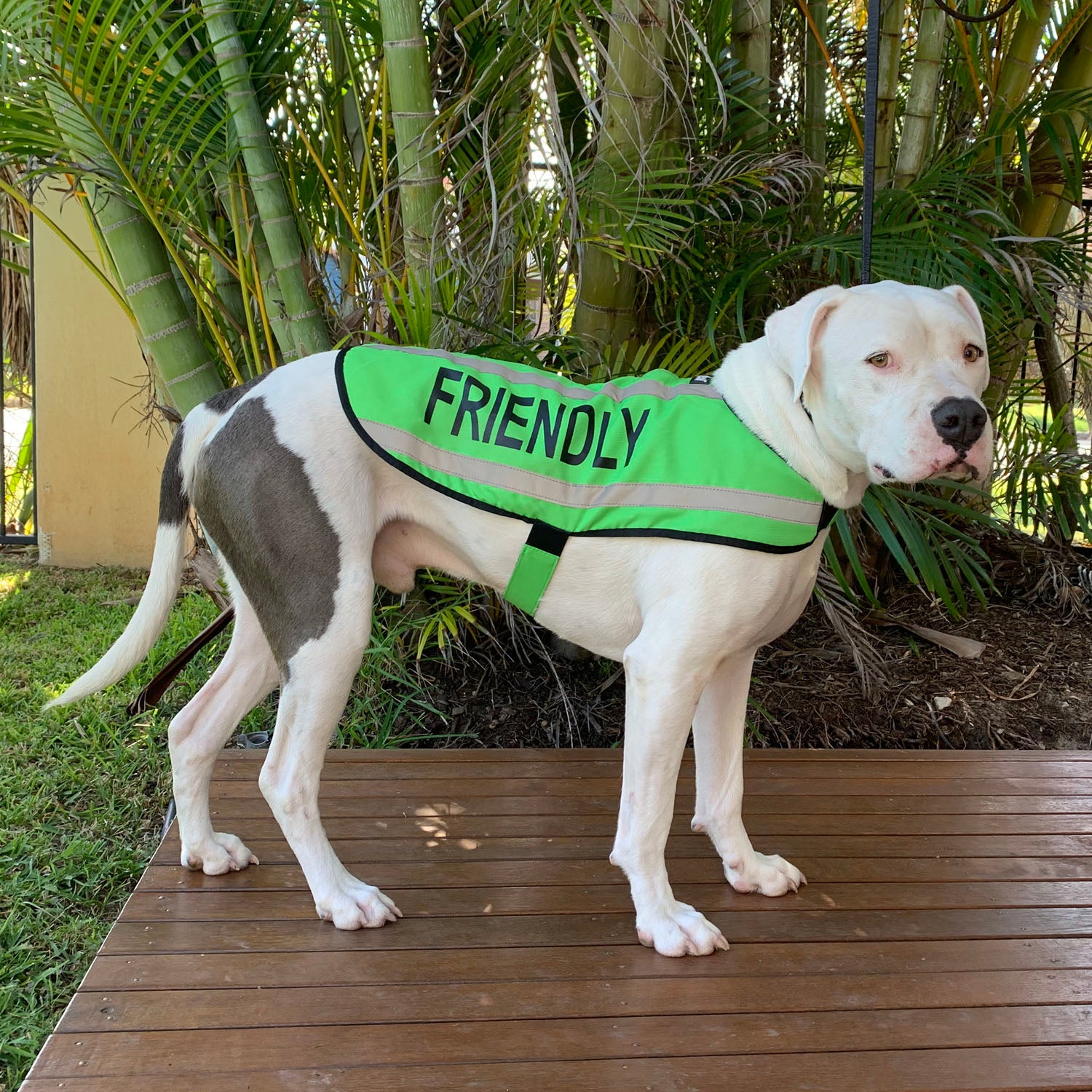 Dexil Friendly Dog Collars Green FRIENDLY Dog Coat / Jacket