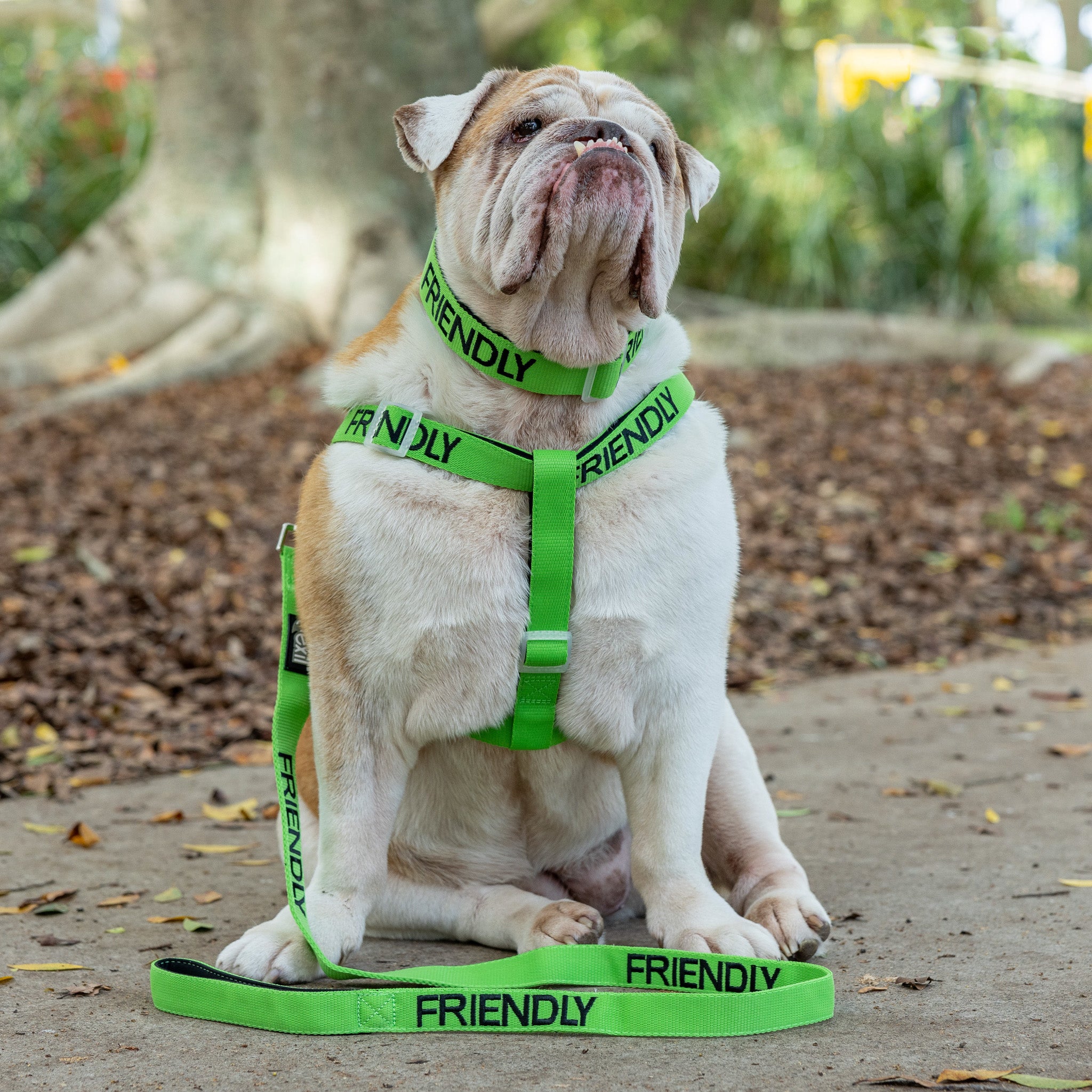 Friendly Dog Collars Green FRIENDLY Adjustable L/XL Strap Harness