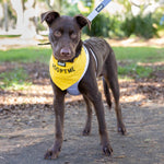Dexil Friendly Dog Collars Yellow ADOPT ME Bandana