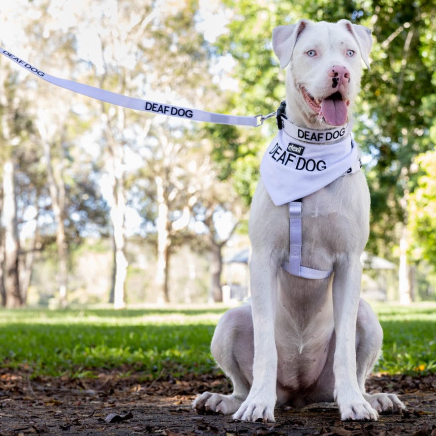 Dexil Friendly Dog Collars DEAF DOG Bandana