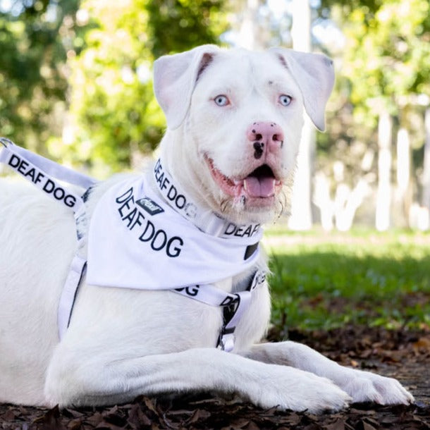 Dexil Friendly Dog Collars DEAF DOG Bandana