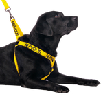 Dexil Friendly Dog Collars Yellow NERVOUS L/XL adjustable Strap Harness