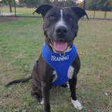 Dexil Friendly Dog Collars Blue TRAINING Large adjustable Vest Harness