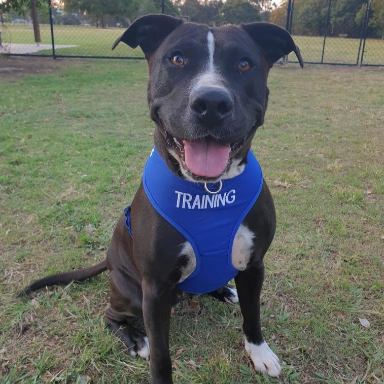 Dexil Friendly Dog Collars Blue TRAINING Large adjustable Vest Harness
