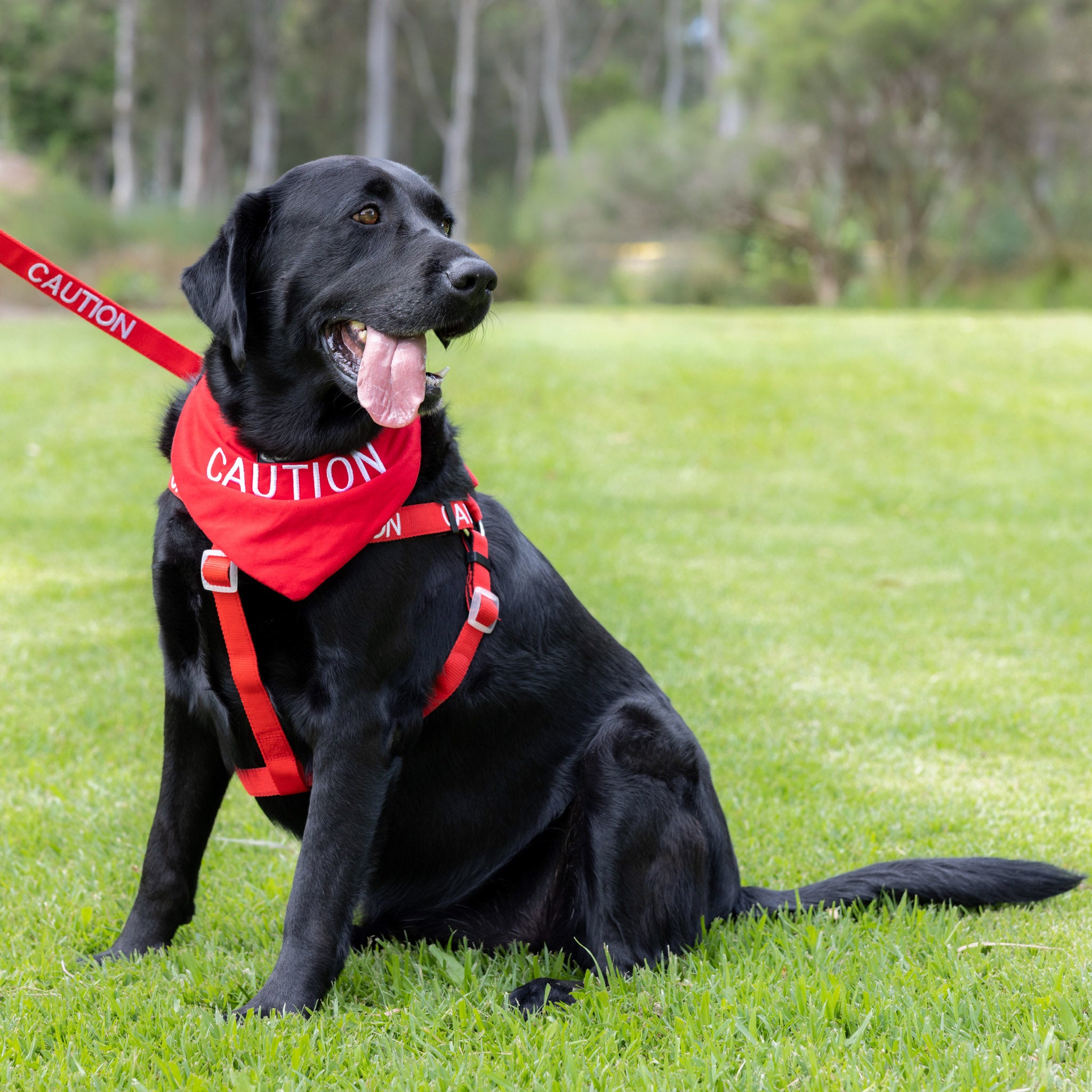 Dexil Friendly Dog Collars Red CAUTION Bandana