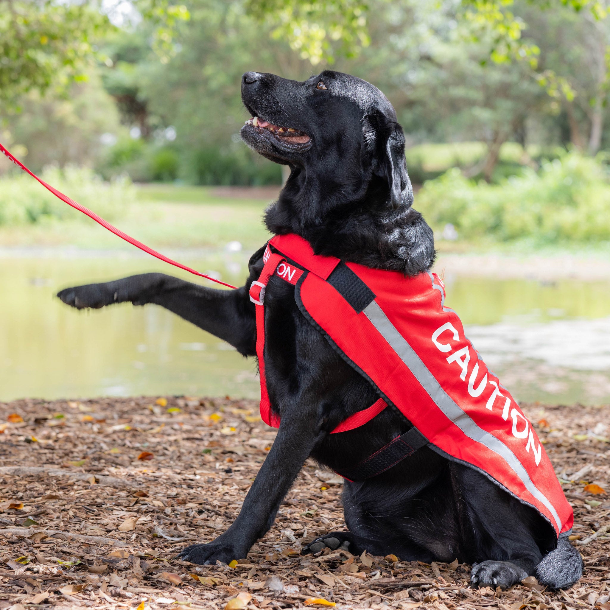 Dexil Friendly Dog Collars Red CAUTION L/XL Reflective Dog Coat