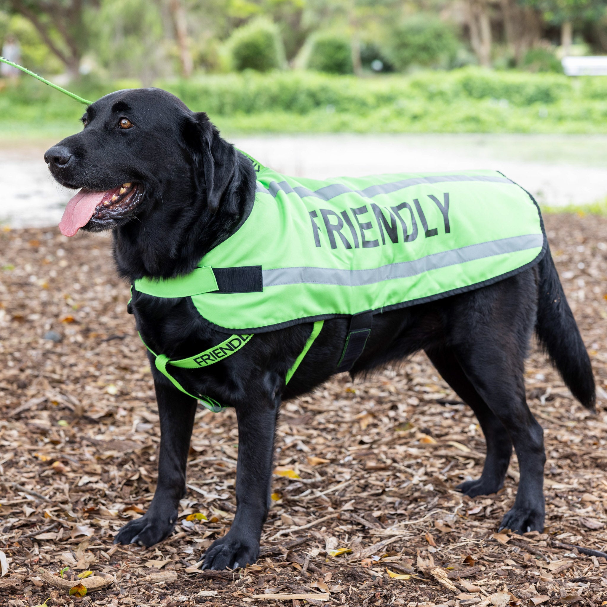 Dexil Friendly Dog Collars Green FRIENDLY Large Reflective Coat