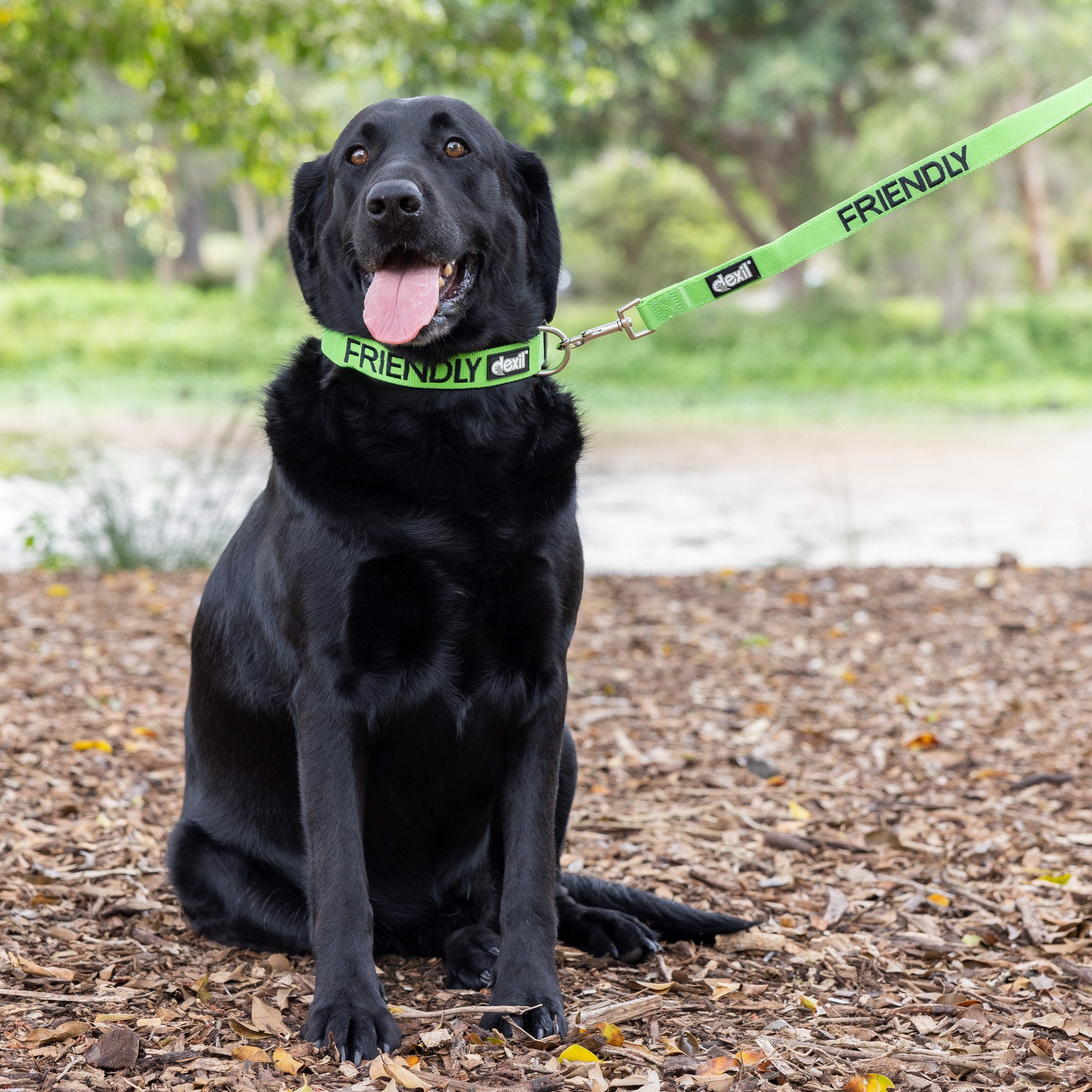 Dexil Friendly Dog Collars Green FRIENDLY Clip Collar