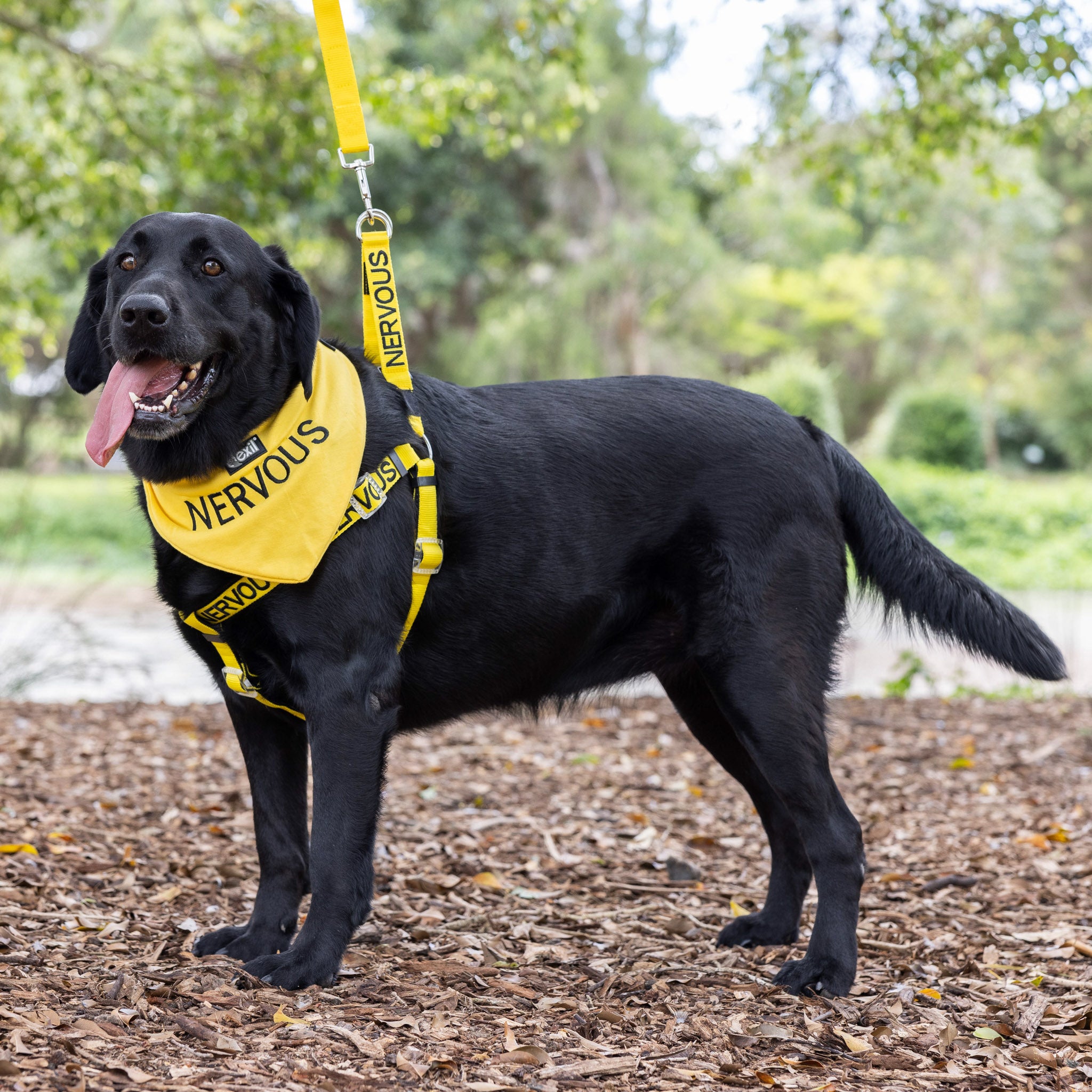 Dexil Friendly Dog Collars yellow NERVOUS Bandana