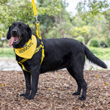 Dexil Friendly Dog Collars Yellow NERVOUS L/XL adjustable Strap Harness