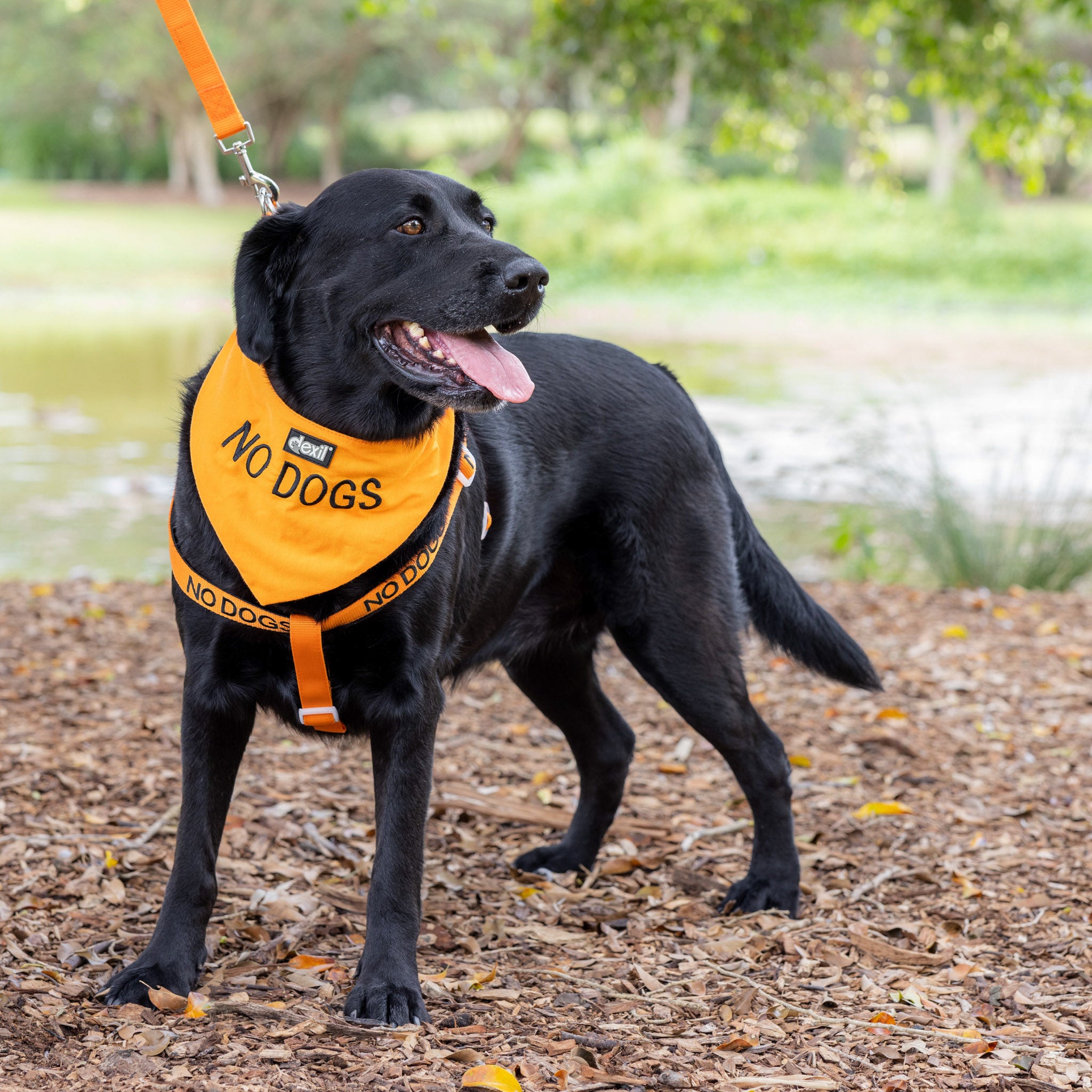 Dexil Friendly Dog Collars orange NO DOGS Dog Bandana