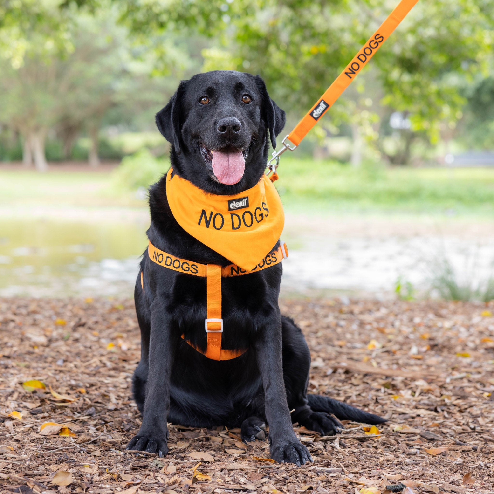 Dexil Friendly Dog Collars orange NO DOGS Dog Bandana