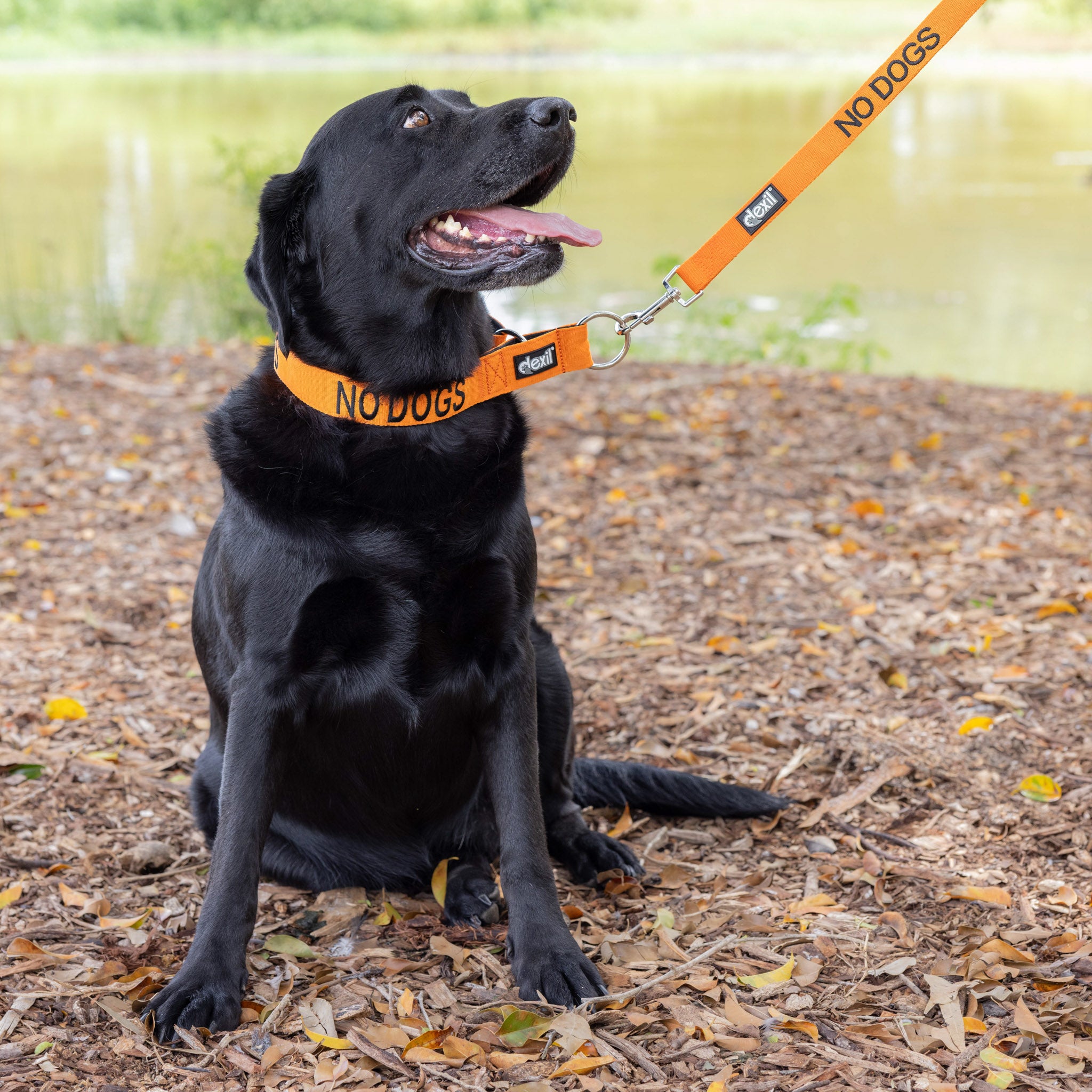 Dexil Friendly Dog Collars orange NO DOGS L/XXL Semi Slip Collar