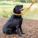 Dexil Friendly Dog Collars orange NO DOGS L/XXL Semi Slip Collar