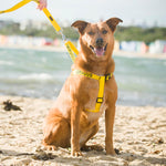 Dexil Friendly Dog Collars Yellow NERVOUS L/XL adjustable Strap Harness