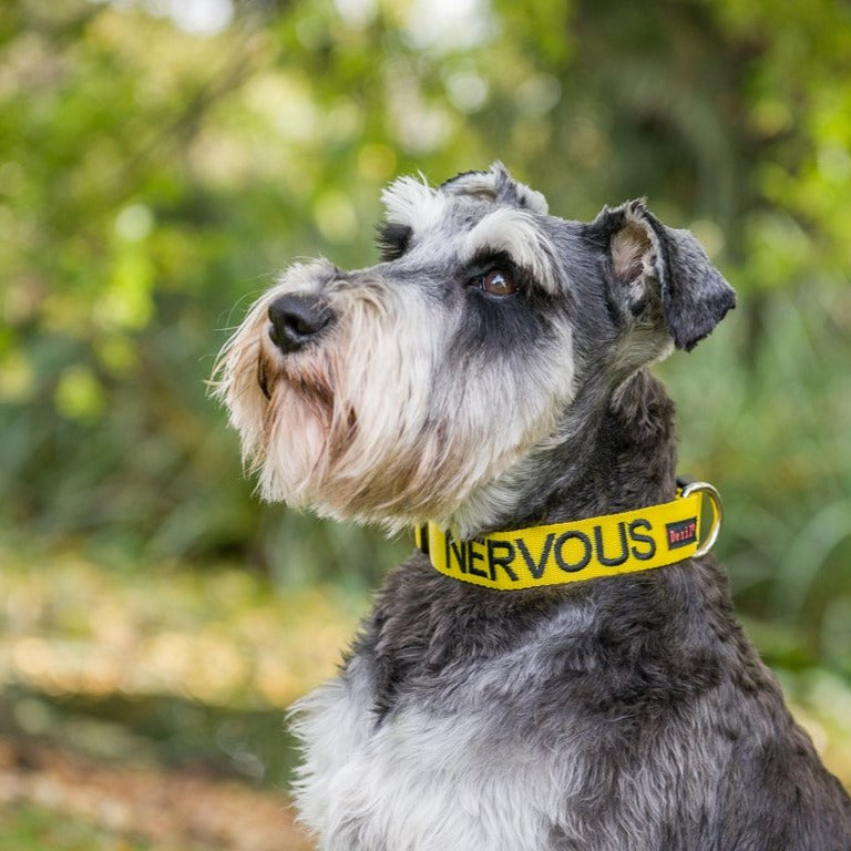 Yellow NERVOUS Clip Collar by Dexil for Friendly Dog Collars