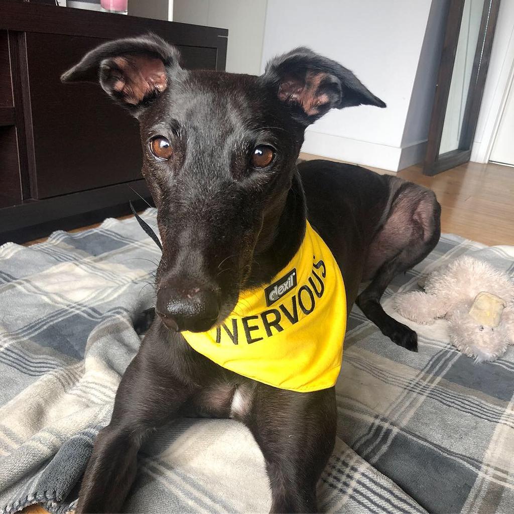 Friendly Dog Collars yellow NERVOUS Dog Bandana Yellow Dog Project Give Me Space