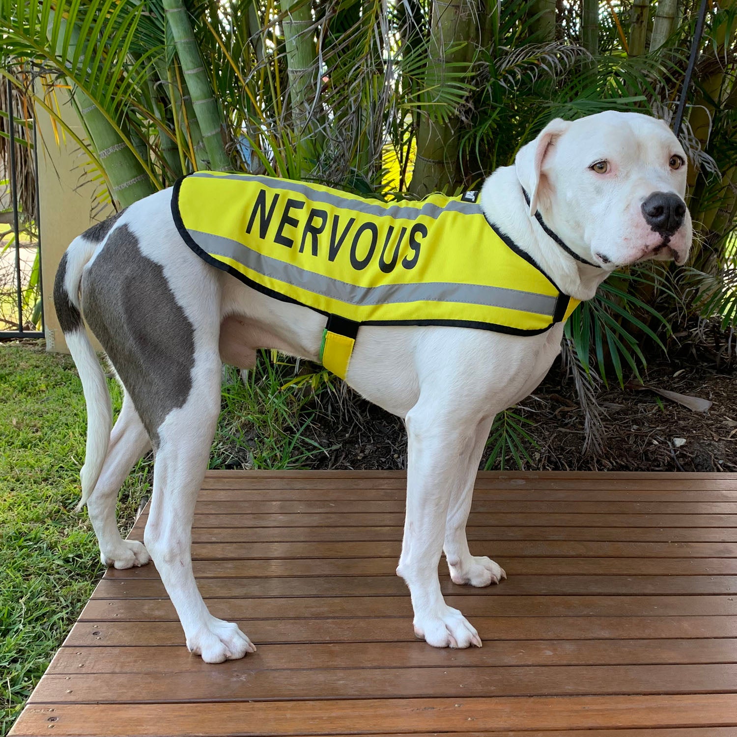 Dexil Friendly Dog Collars Yellow NERVOUS M/L Reflective Dog Coat