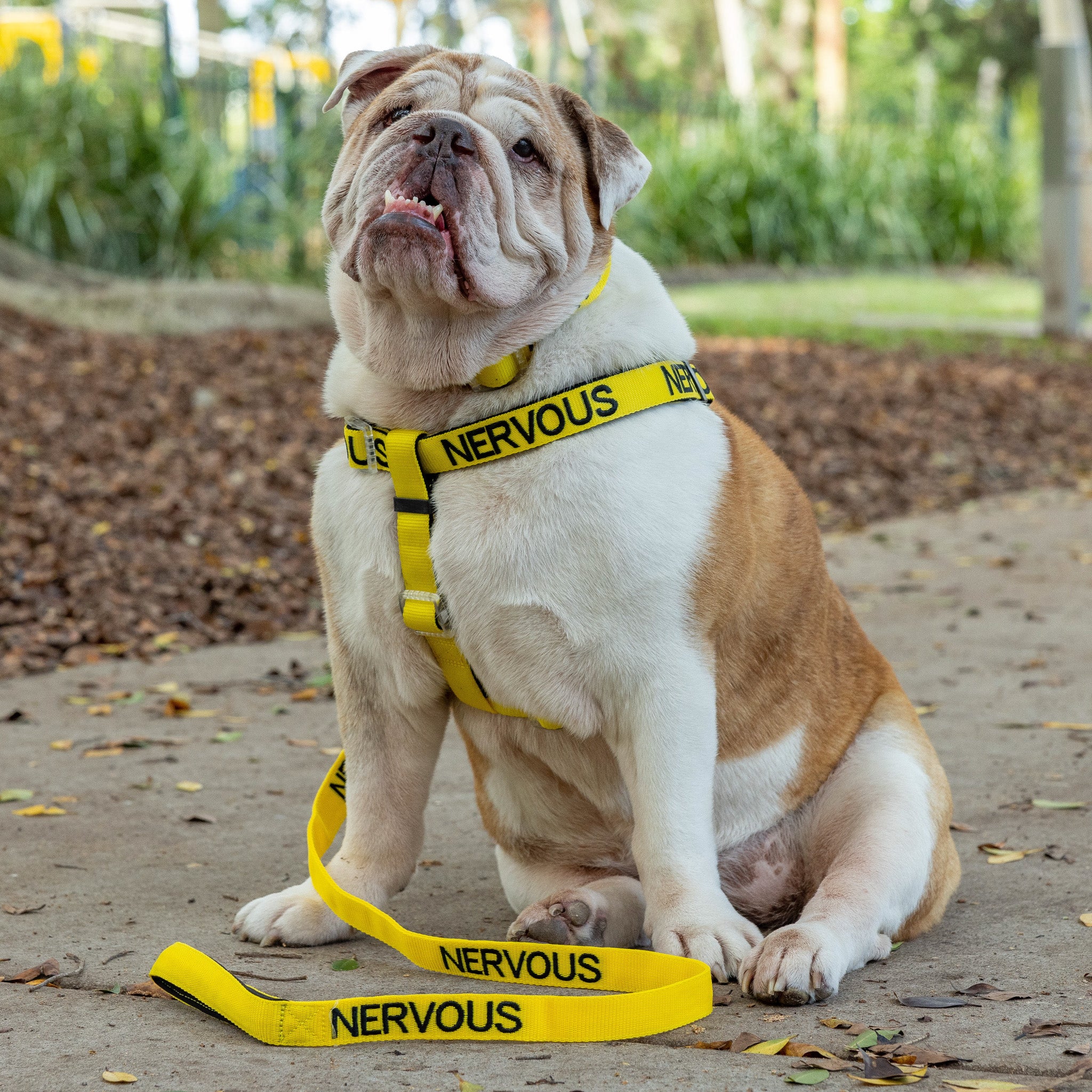 Dexil Friendly Dog Collars Yellow NERVOUS Standard 120cm 4ft Lead