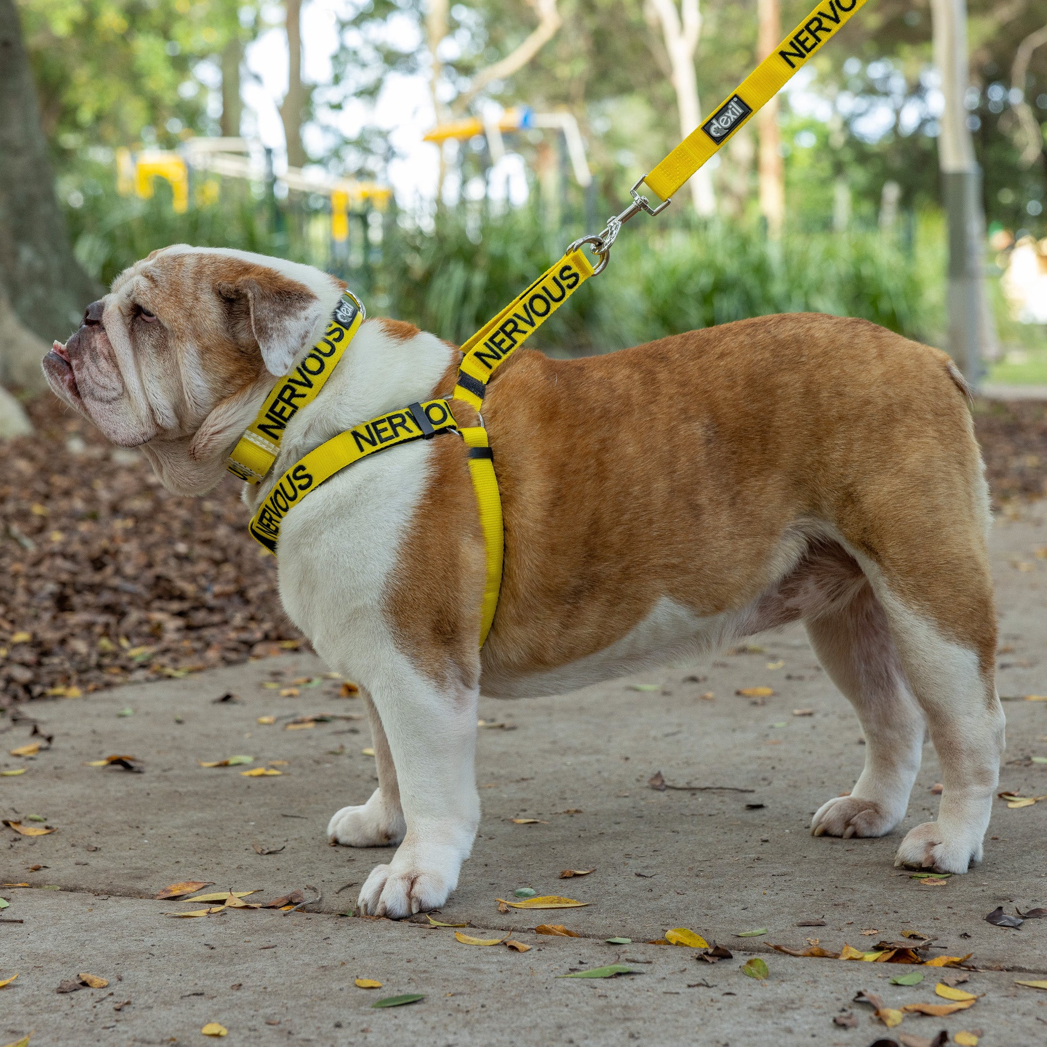 Dexil Friendly Dog Collars Yellow NERVOUS L/XL adjustable Strap Harness