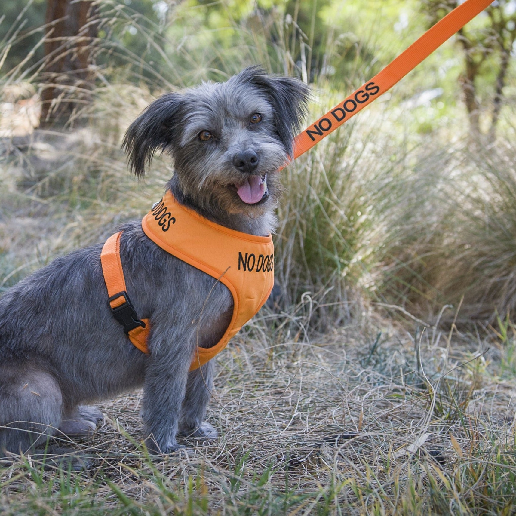 Dexil Friendly Dog Collars NO DOGS Small Orange Vest Harness