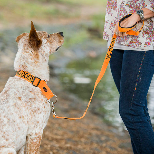 Dexil Friendly Dog Collars orange NO DOGS L/XXL Semi Slip Collar