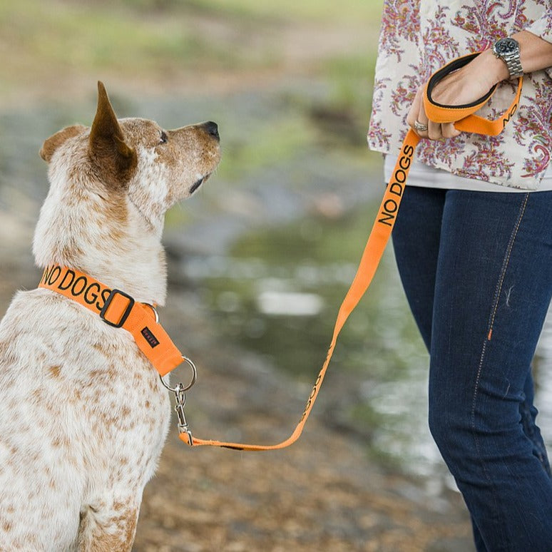 Dexil Friendly Dog Collars orange NO DOGS Standard 120cm (4ft) Lead