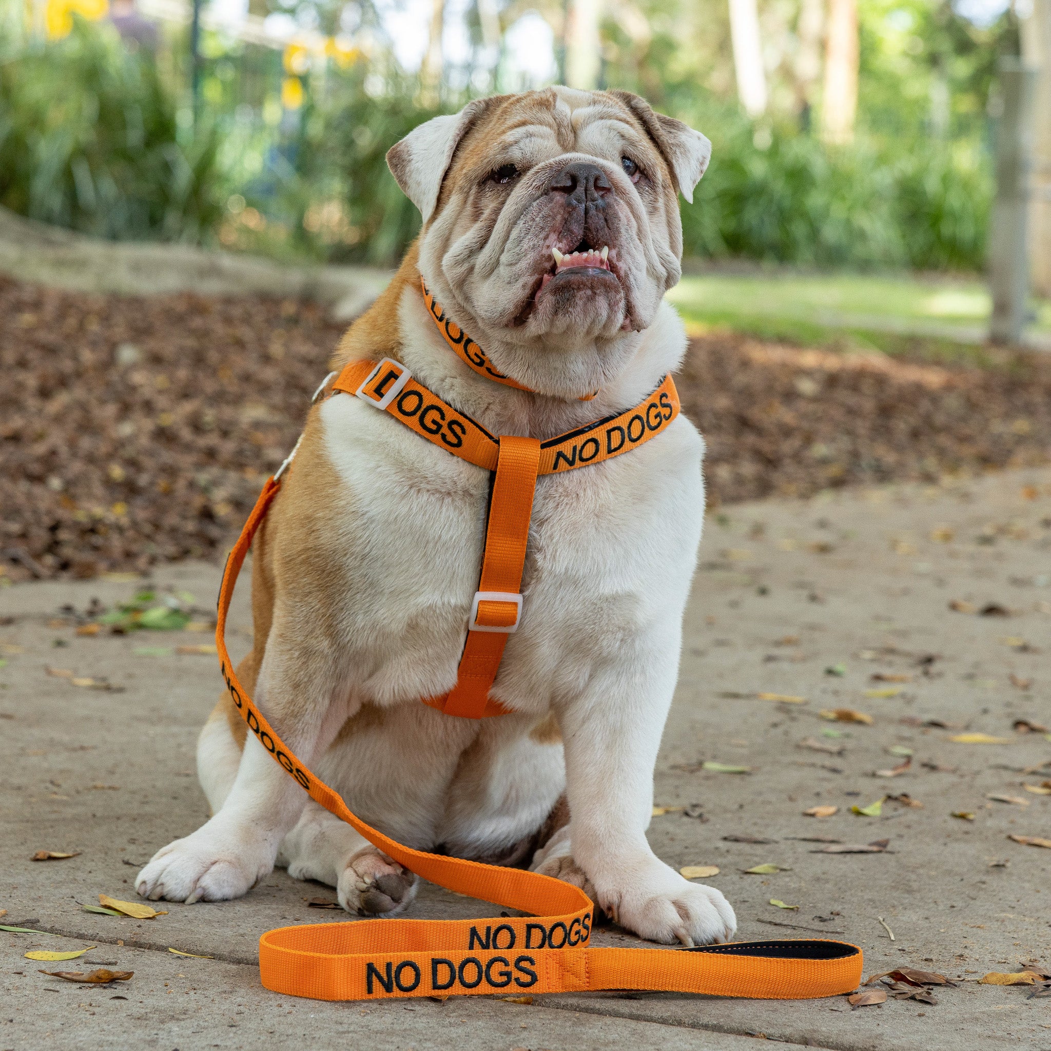 Dexil Friendly Dog Collars Orange NO DOGS L/XL Adjustable Strap Harness