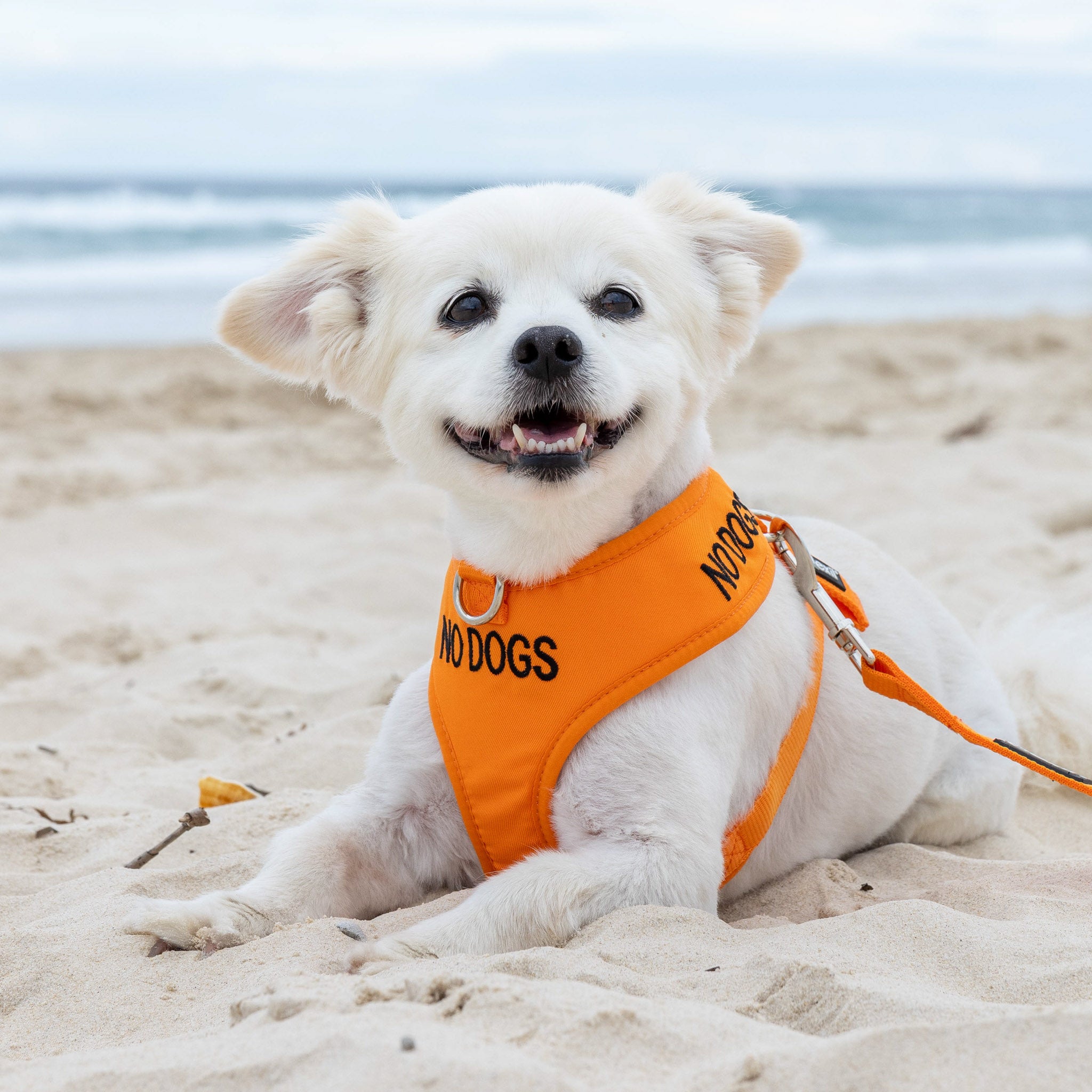 Dexil Friendly Dog Collars NO DOGS Small Orange Vest Harness