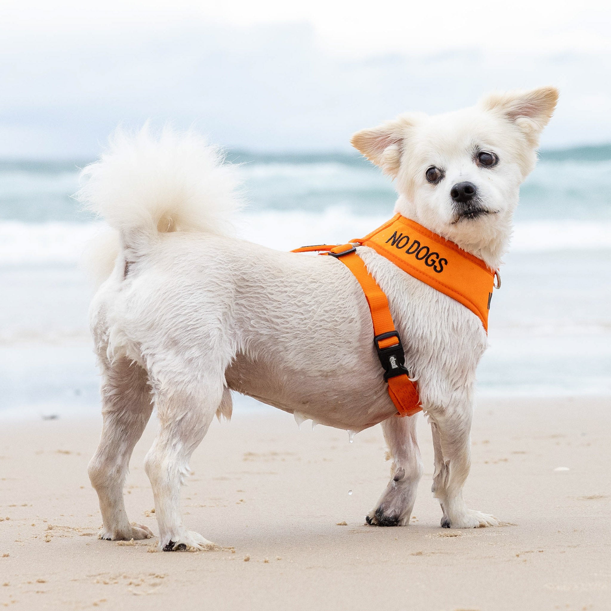 Dexil Friendly Dog Collars NO DOGS Small Orange Vest Harness