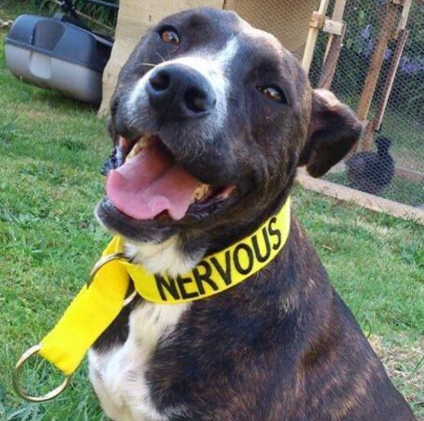 Dexil Friendly Dog Collars Yellow NERVOUS Semi Slip Collar