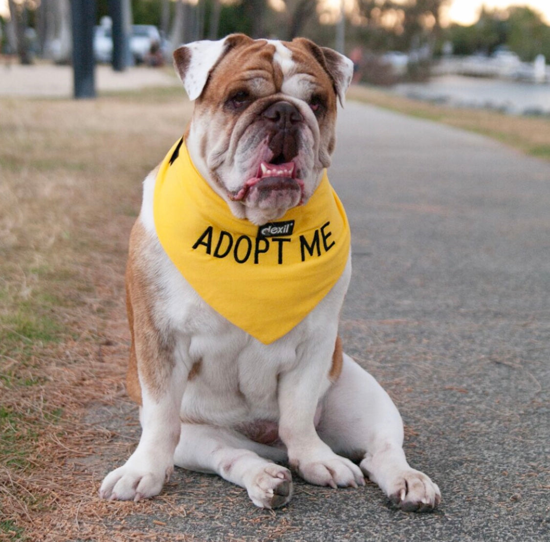 Dexil Friendly Dog Collars Yellow ADOPT ME Bandana