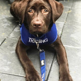 Dexil Friendly Dog Collars Blue TRAINING Medium adjustable Vest Harness