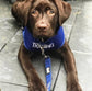 Dexil Friendly Dog Collars Blue TRAINING Medium adjustable Vest Harness